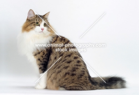 Brown Mackerel Tabby & White Siberian Cat, sitting down