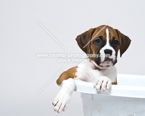 Boxer puppy in a basket