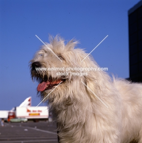  omar nortonia,south russian sheepdog head study