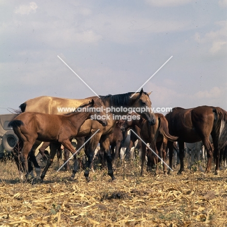 herd of akhal teke mares and foals, taboon