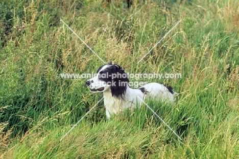 english springer spaniel working type, in field
