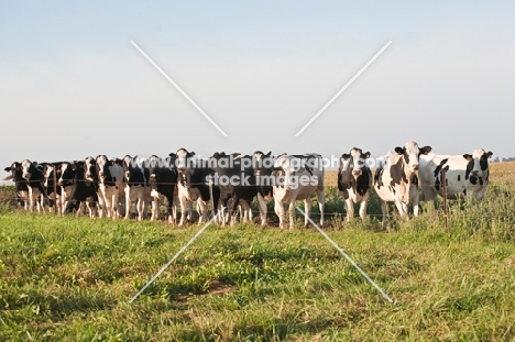 Holstein Friesian herd