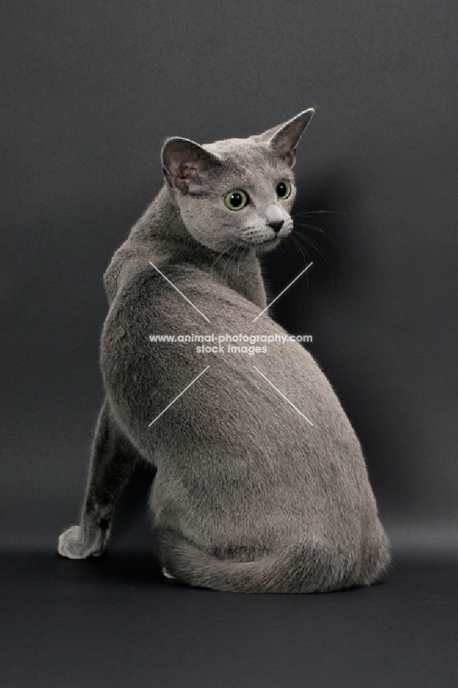 Russian Blue female cat, back view