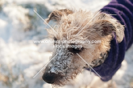 Bedlington x Whippet