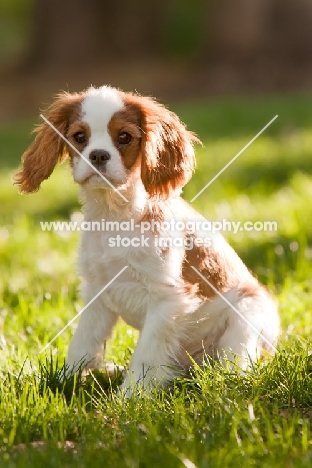 Cavalier King Charles Spaniel puppy