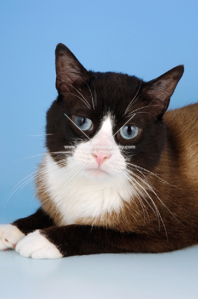 snowshoe cat portrait on blue background