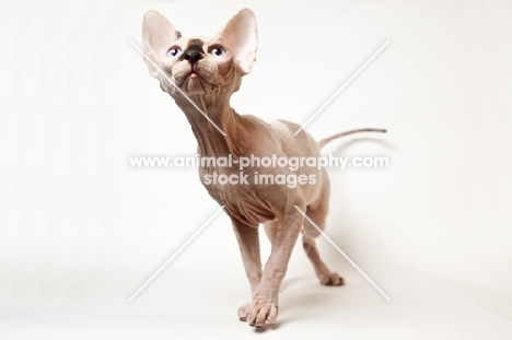 curious young sphynx cat