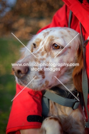 beautiful orange belton setter hugged by its owner