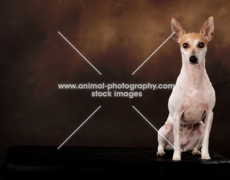 toy Fox Terrier in studio