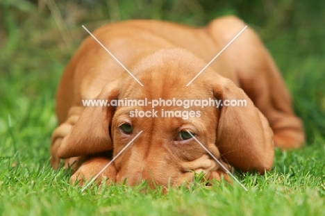 Hungarian Vizsla puppy lying down