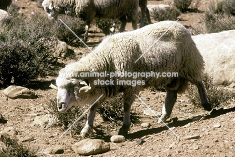 navajo-churro ram in monument valley, usa