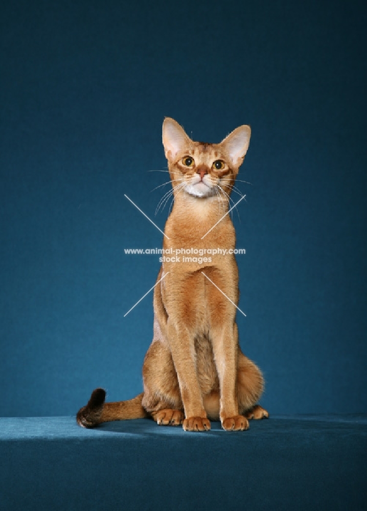 Chocolate Abyssinian Female sitting to front with slight head tilt looking at the camera against teal background