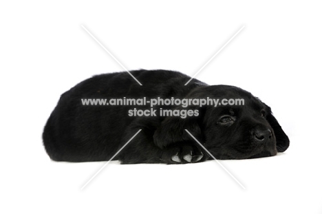 Black Labrador Puppy lying isolated on a white background