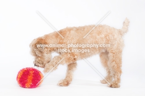 Soft Coated Wheaten Terrier playing with ball