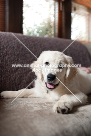 Golden retriever puppy lying on sofa with front legs splayed.