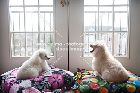 toy and miniature poodle sitting in window together