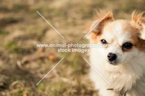 long-haired Chihuahua head study