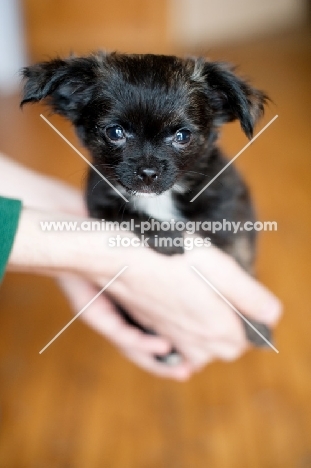 Longhair Chihuahua puppy being held in owner's hands.