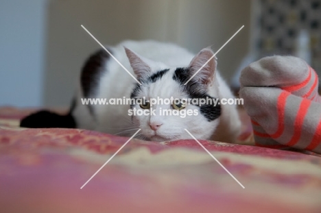 black and white cat ready to pounce