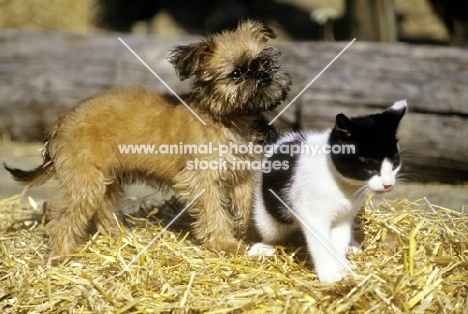 griffon puppy and kitten