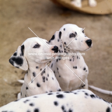 dalmatian puppies head shot