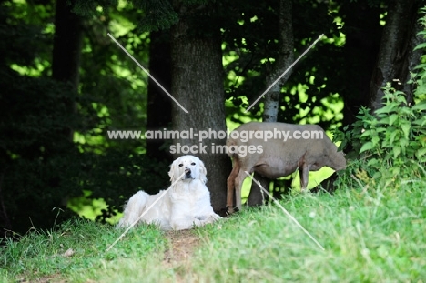 Maremma Sheepdog lying down