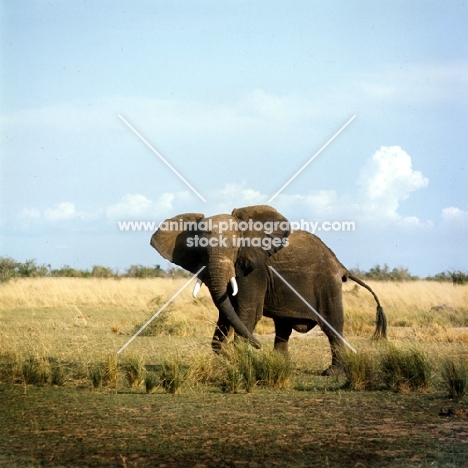 elephant in murchison falls np, Uganda