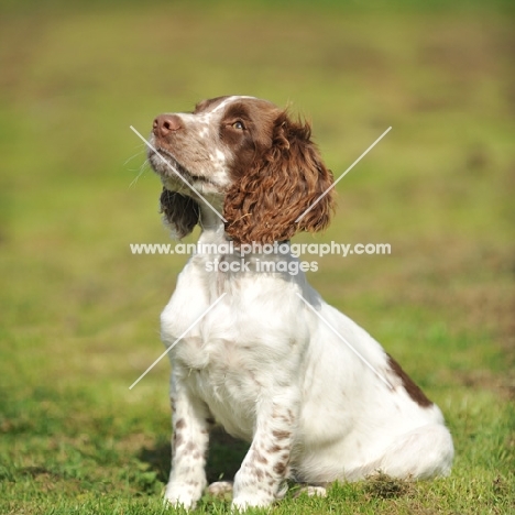 english springer spaniel puppy being trained