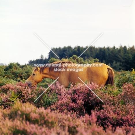 new forest mare in heather in the new forest