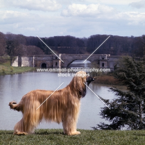 ch bondor serenade, afghan hound by blenheim palace lake