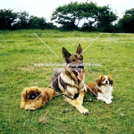 group of three dogs lying down