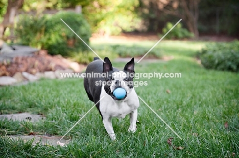boston terrier running with toy