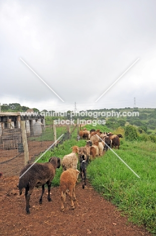 Nguni sheep