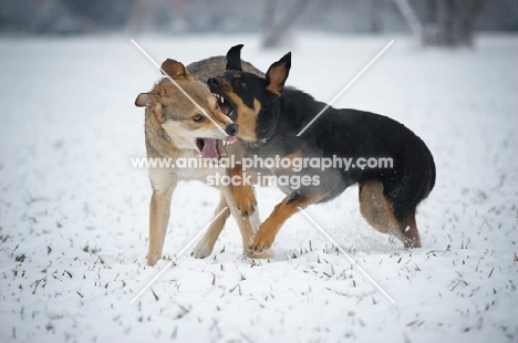 czechoslovakian wolfdog cross and dobermann cross playing fight in the snow