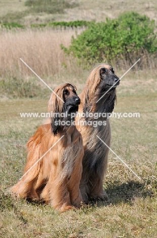two Afghan Hounds standing together