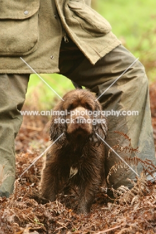 young Sussex Spaniel in countryside with owner