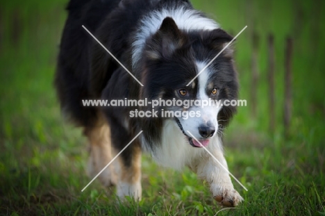 black tricolor australian shepherd walking in a field