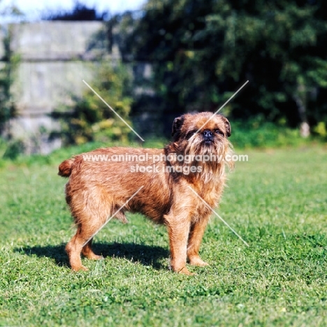 griffon bruxellois standing in garden