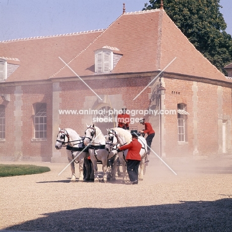 percheron horses in driving display at haras du pin