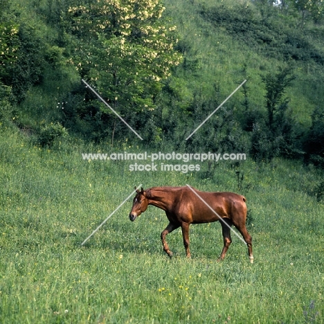 kisber mare walking in meadow in hungary