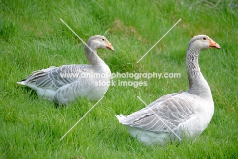 two Steinbacher geese