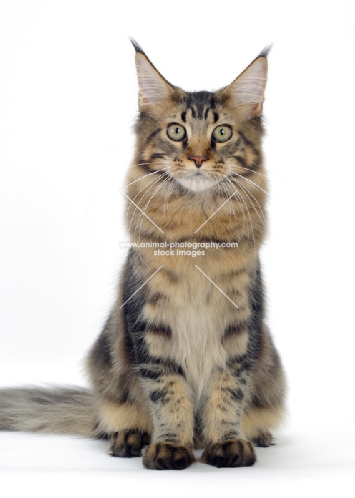 brown classic tabby Maine Coon cat, front view