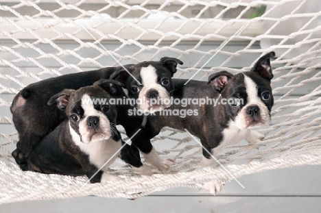 three Boston terrier puppies in a hammock