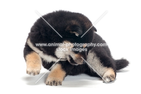 black and tan coloured Shiba Inu puppy