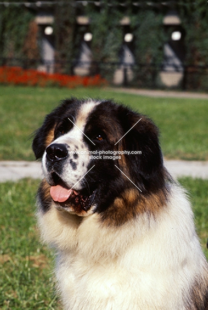 moscow guard dog at exhibition of economic achievement, moscow