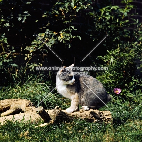 ch rosental dishy dolly, manx cat on a log