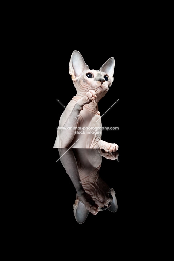 sphynx cat looking up, one paw in air, reflection