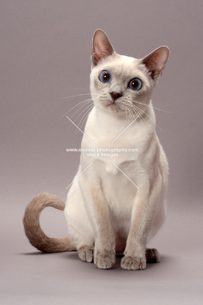 Tonkinese cat sitting, Lilac (Platinum) Mink colour