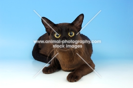 brown burmese cat lying down