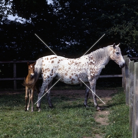 Appaloosa mare with foal